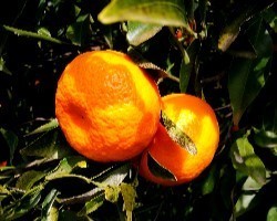 Mandarino Tardivo di Ciaculli 15 Kg